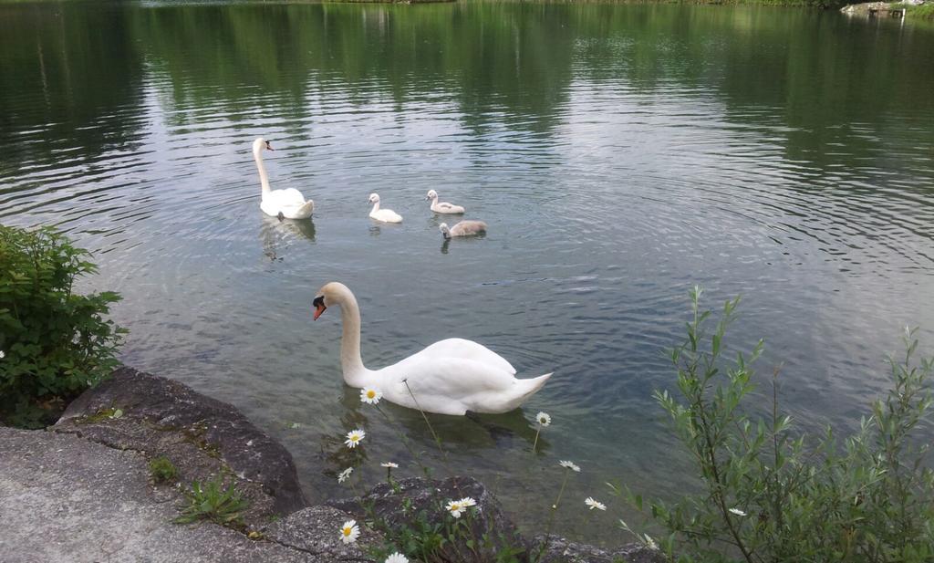 Appartement - Ferienwohnungen - Gaestehaus Gabriele Drobollach am Faakersee Kültér fotó
